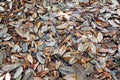 Feuille de Magnolia