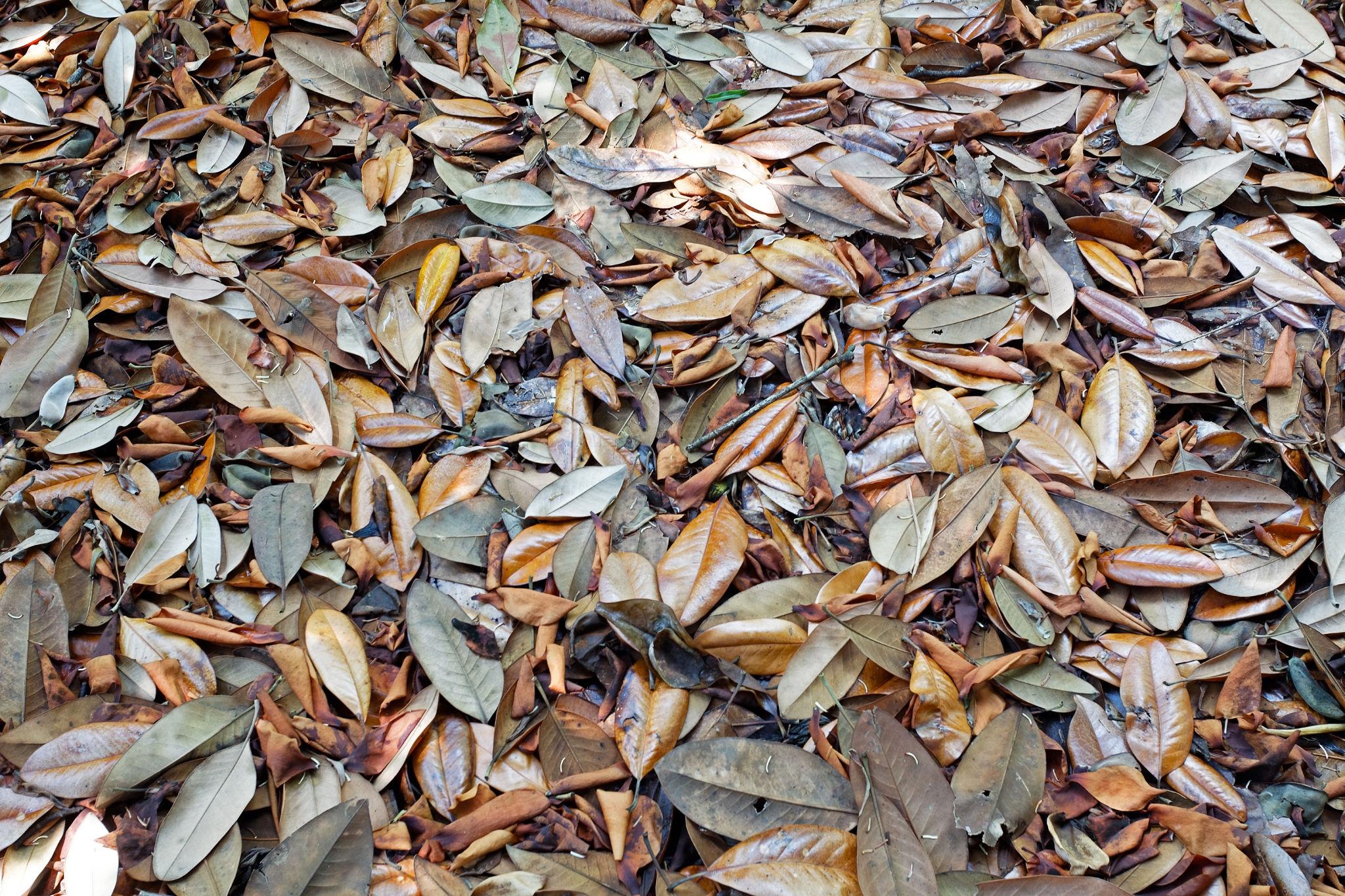 Feuille de Magnolia