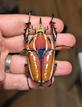 Mecynorrhina Torquata Ugandensis "Blue-Green Flameshield" 71mm (Trio)