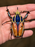Mecynorrhina Torquata Ugandensis "Blue flame" 73MM