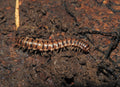 Chamberlinius hualienensis