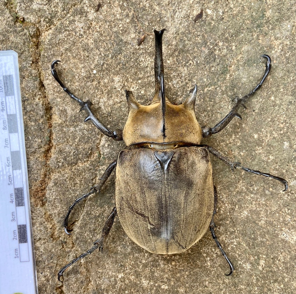 Megasoma gyas porioni